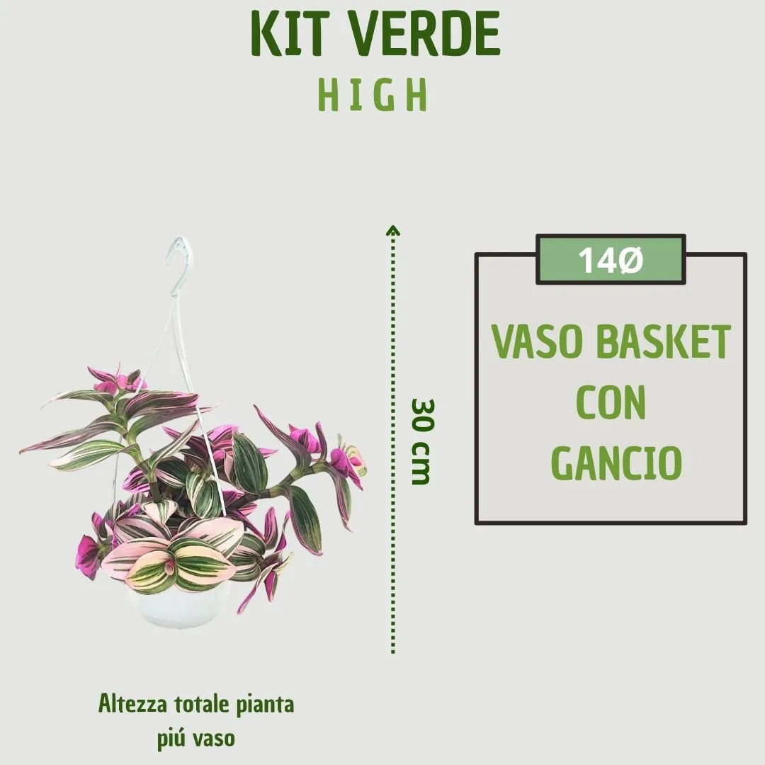 infografica che mostra il diametro e la  tipoligia di vaso e l'altezza della pianta 