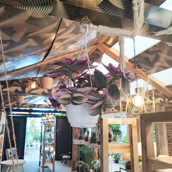 immagine che mostra la pianta in un ambiente domestico 