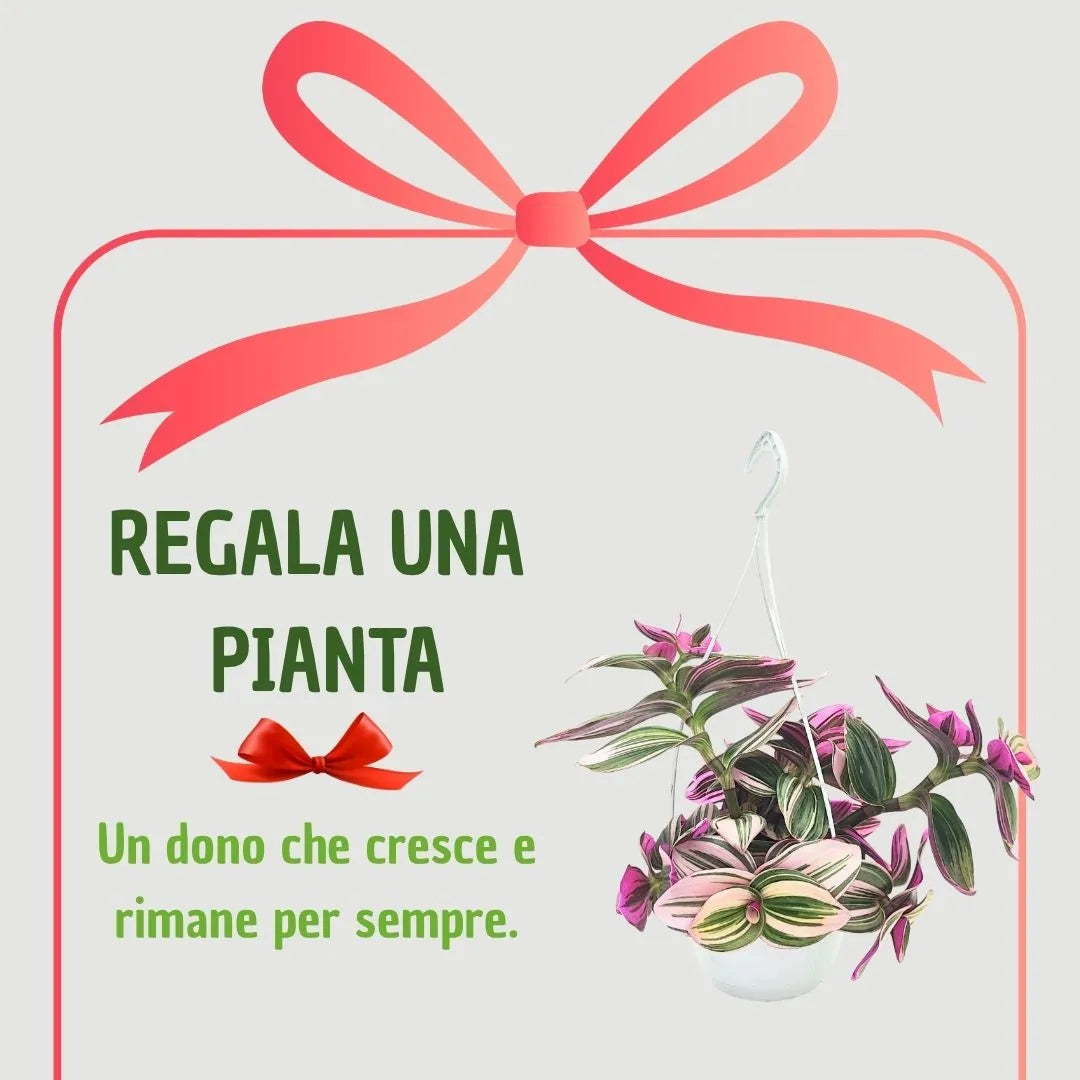 infografica che mostra la pianta contornata da un fiocco rosso con una frase 