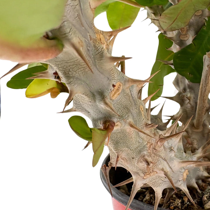 Primo piano del tronco spinoso della Euphorbia Milii, pianta succulenta tropicale.

