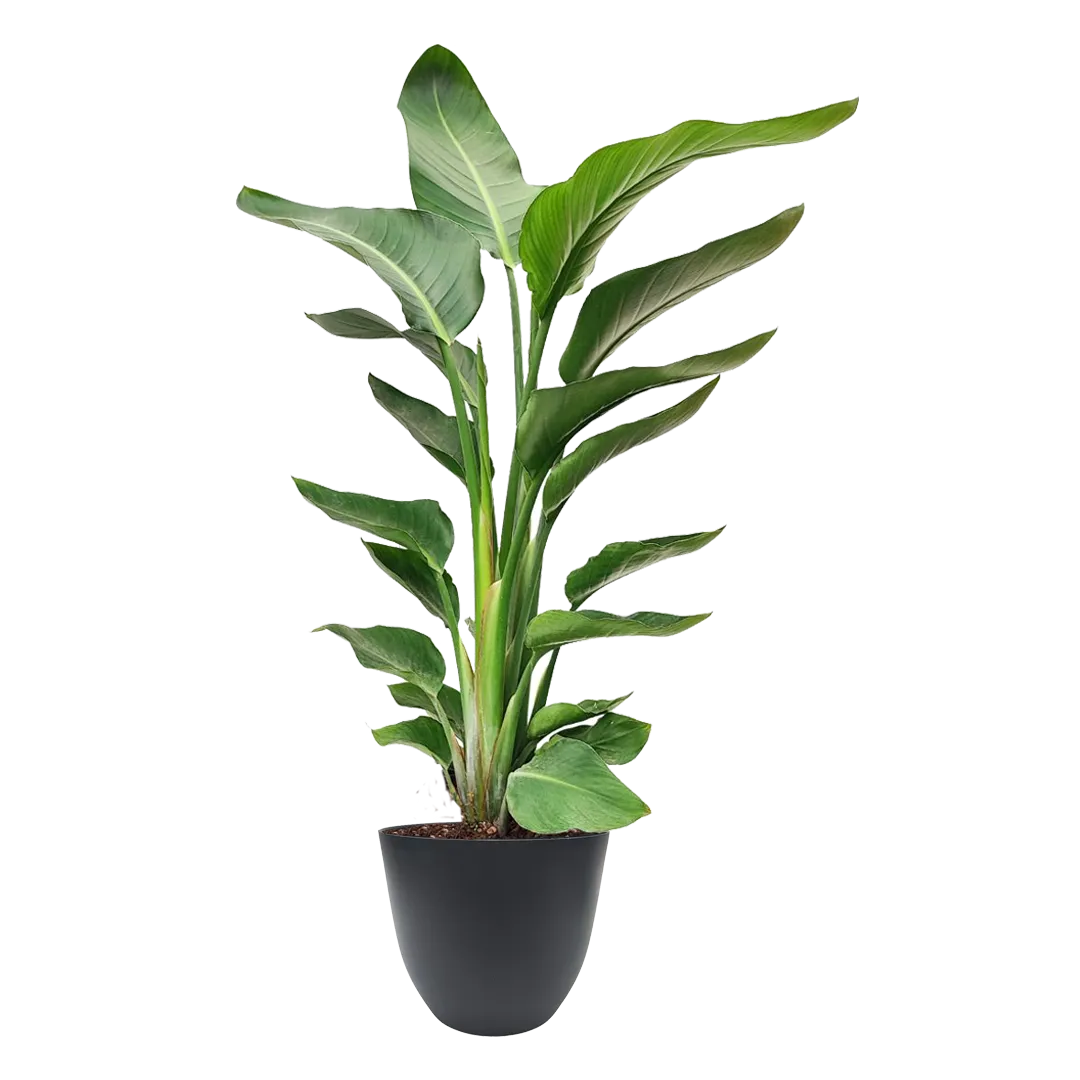Strelitzia Nicolai con foglie grandi in vaso antracite riciclato, pianta alta 80 cm