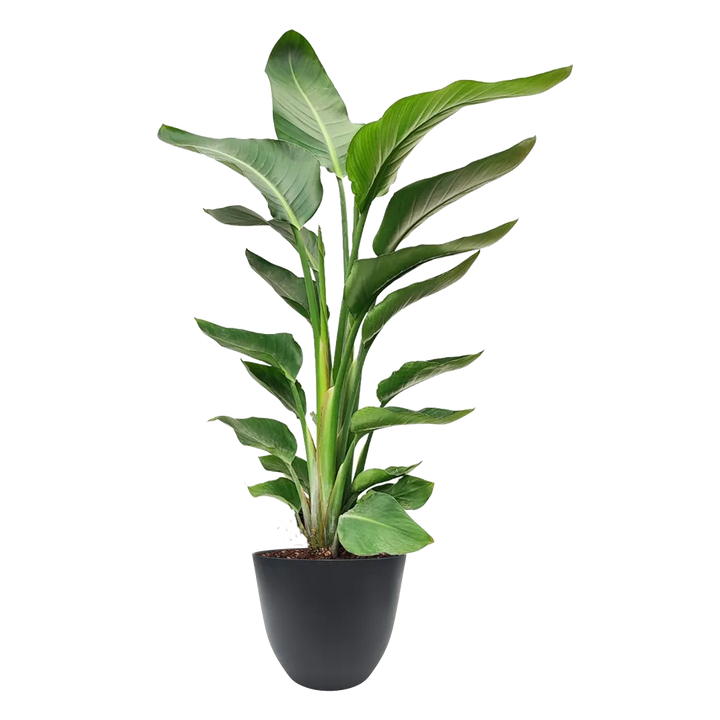 Strelitzia Nicolai con foglie grandi in vaso antracite riciclato, pianta alta 80 cm