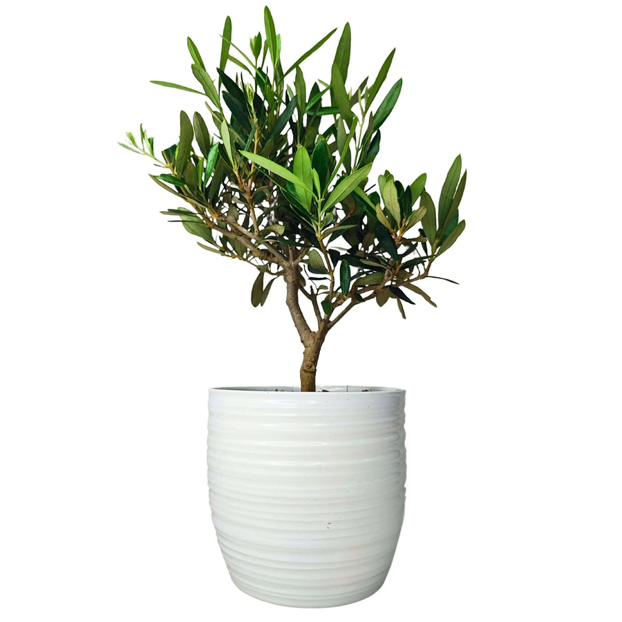 Ulivo bonsai con tronco sottile e chioma di foglie verde oliva, coltivato in un vaso bianco con superficie rigata. Ideale per decorare ambienti interni o esterni con un tocco mediterraneo.