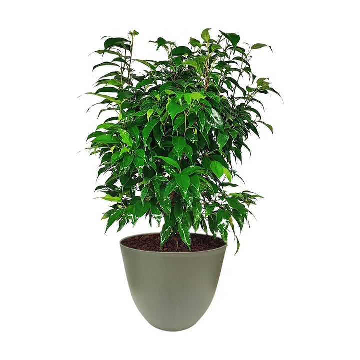 Ficus Benjamin in vaso - i Giardini di Giulia 