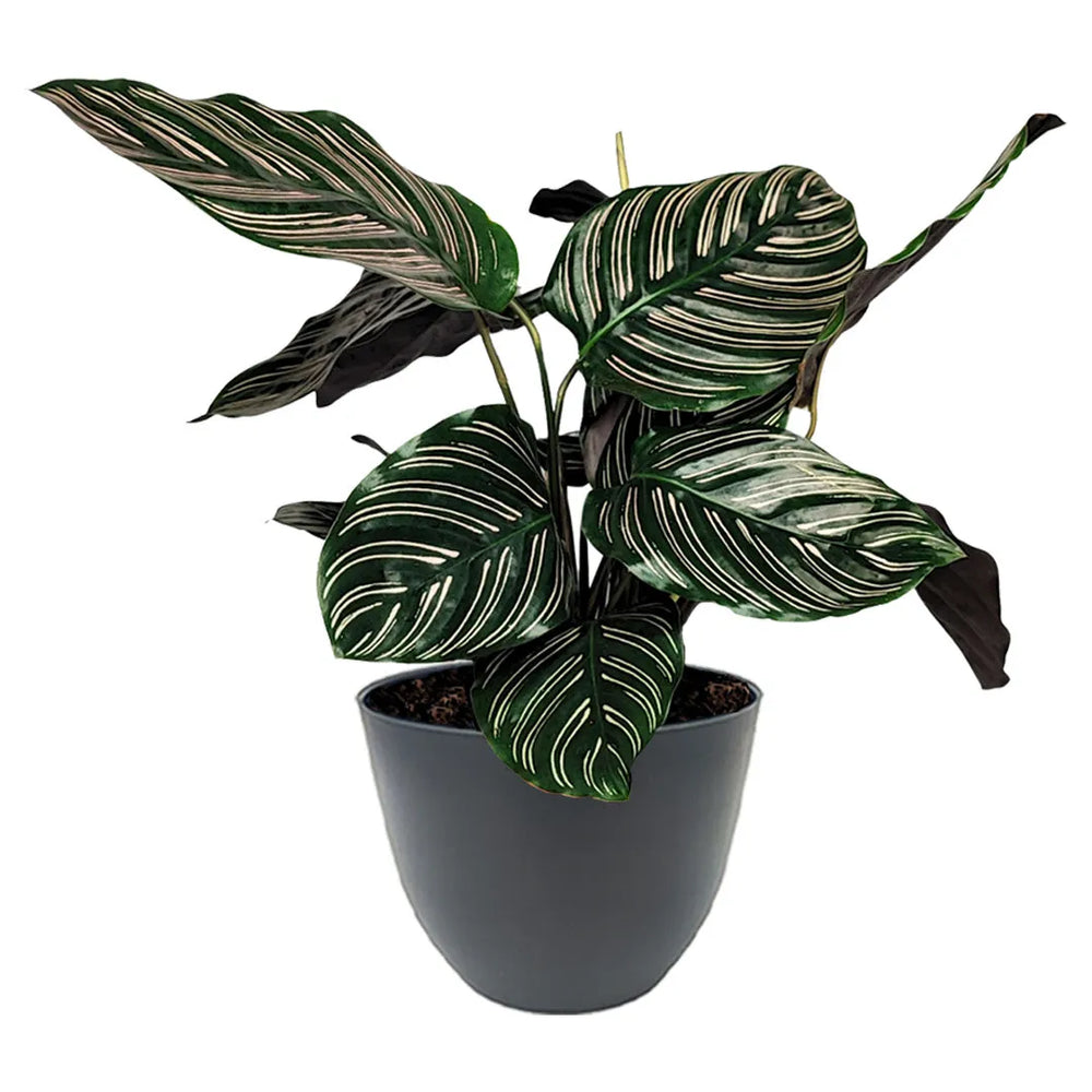 Calathea Ornata altezza pianta 45 cm - i Giardini di Giulia 