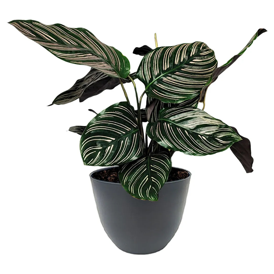 Calathea Ornata altezza pianta 45 cm - i Giardini di Giulia 