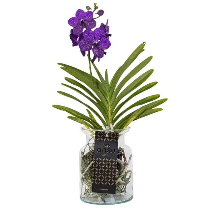 Vanda Hybriden Bose Blue