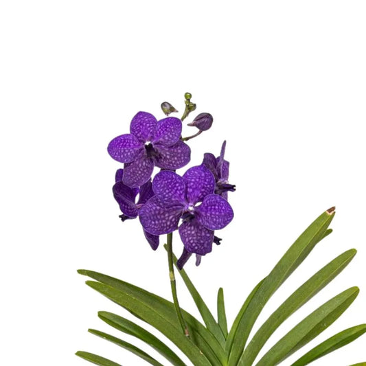 Vanda Hybriden Bose Blue