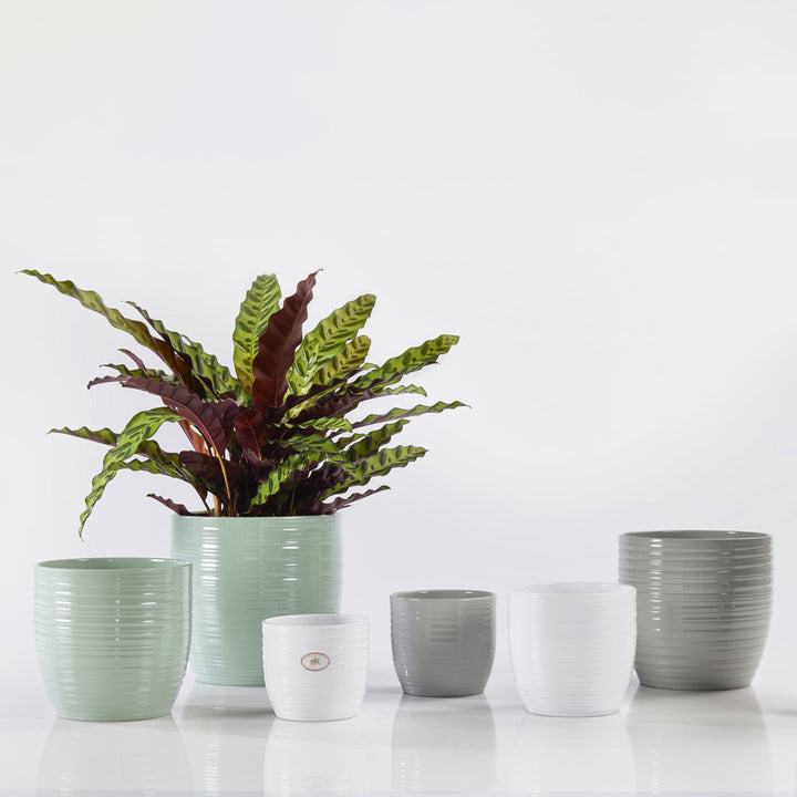 Vasi in ceramica lucida della collezione Bergamo in diversi colori e dimensioni, ideali per arredamento moderno con piante da interno.