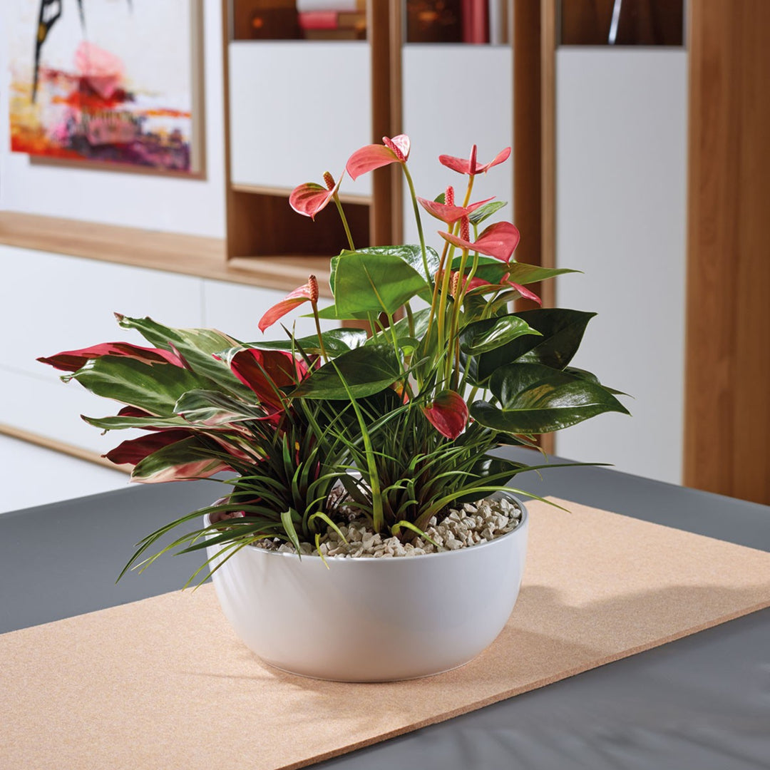 Composizione di piante tropicali con foglie verdi e fiori rossi in vaso bianco rotondo, su tavolo moderno in ambiente d'interni elegante.