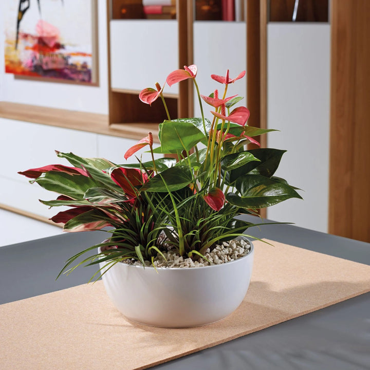 Composizione di piante tropicali con foglie verdi e fiori rossi in vaso bianco rotondo, su tavolo moderno in ambiente d'interni elegante.