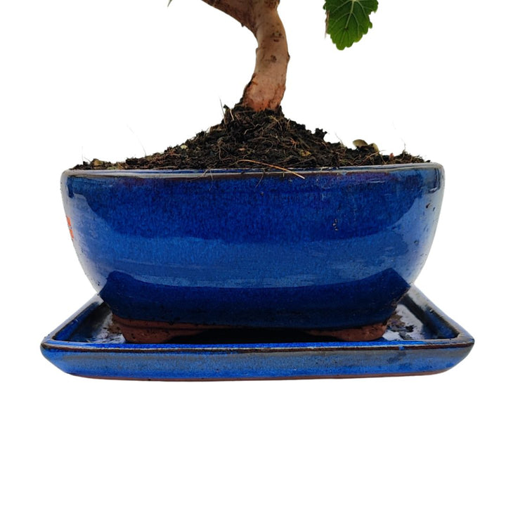 Particolare della base e del vaso in ceramica blu del bonsai Morus, con sottovaso rettangolare coordinato

