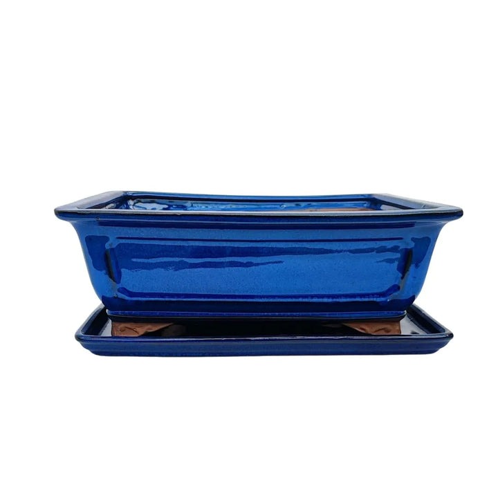 Vaso rettangolare blu lucido con sottovaso, perfetto per bonsai medio-grandi – linea BASIC CLASS