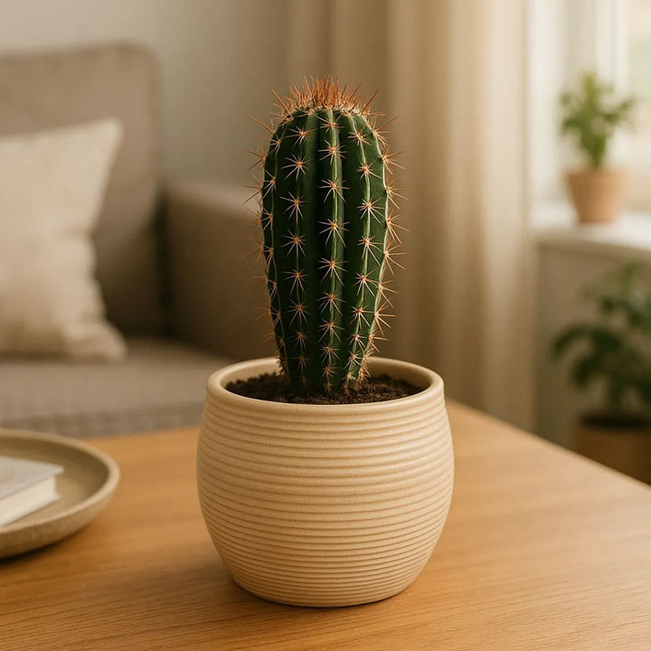 Vaso Giada in argilla naturale con cactus decorativo, ideale per ambienti interni dallo stile minimal e moderno.