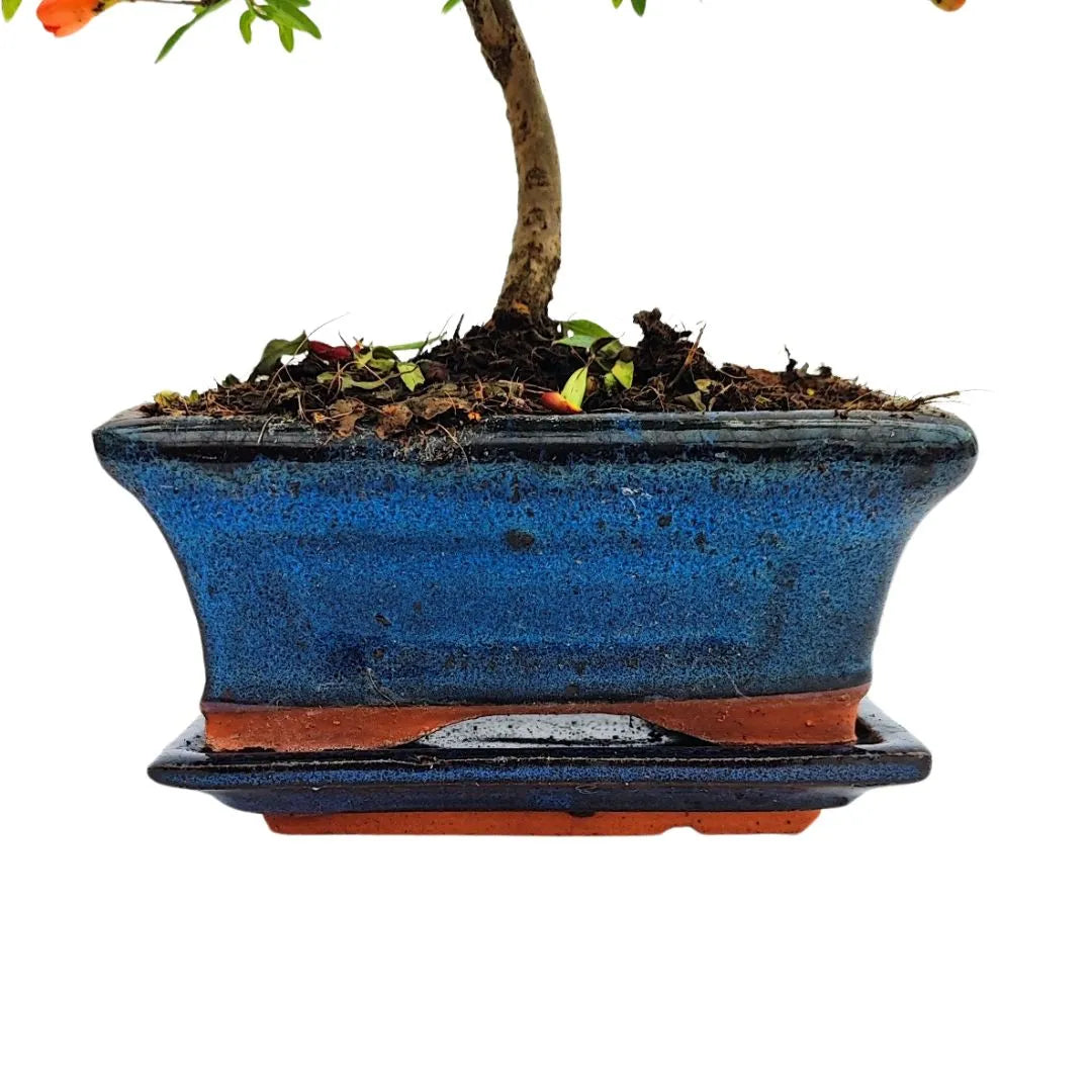 Primo piano del vaso smaltato blu che ospita un bonsai di Punica Granatum nana di 7 anni, Collezione Premium