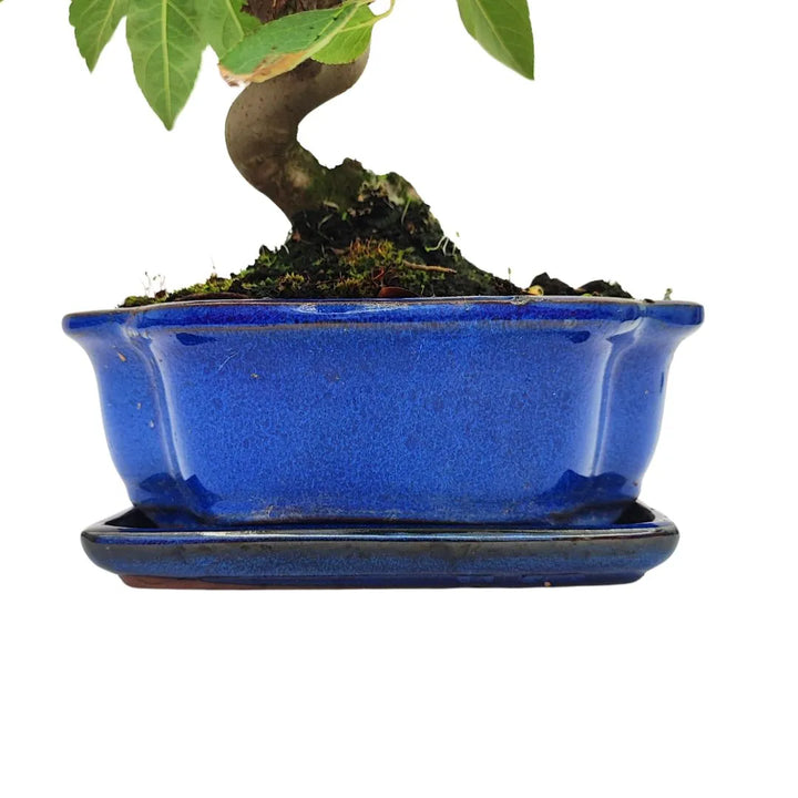 Dettaglio vaso blu smaltato con sottovaso e base ricoperta di muschio del bonsai Melo

