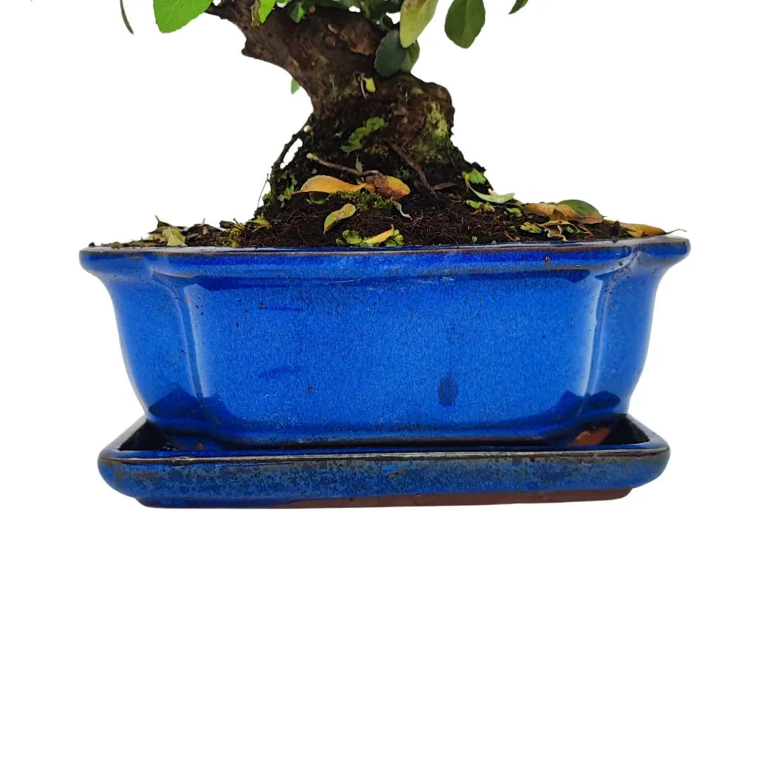 Vaso artigianale smaltato blu con sottovaso abbinato, base bonsai Pyracantha coccinea da 10 anni

