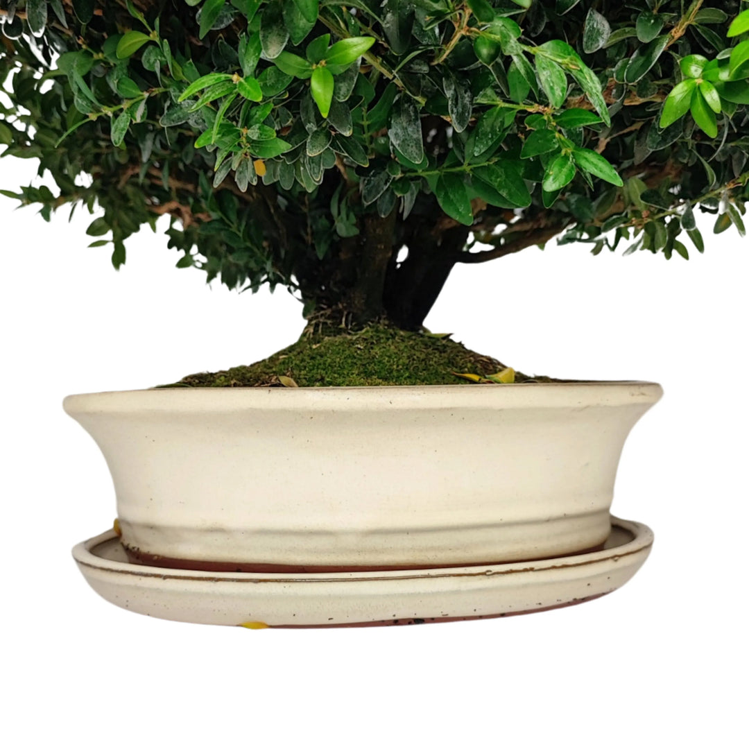 Base bonsai Buxus 15 anni con vaso tondo smaltato chiaro con sottovaso abbinato


