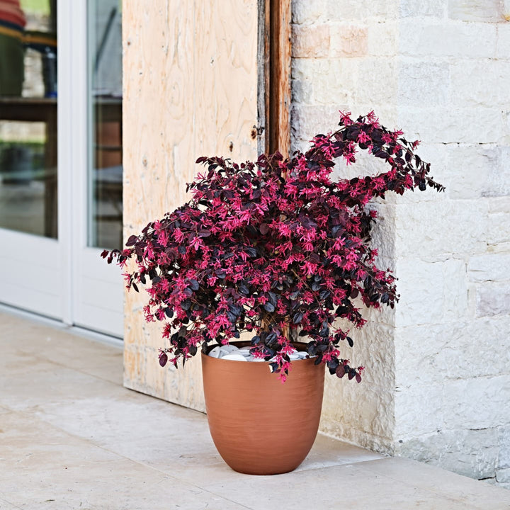 Vaso in plastica effetto terracotta con pianta a foglie rosse e fiori fucsia, ambientato all’esterno su pavimento in pietra.


