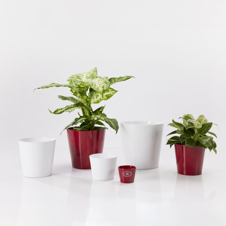 Set di vasi in ceramica bianca e rossa lucida con piante ornamentali di diverse varietà, su sfondo bianco minimal