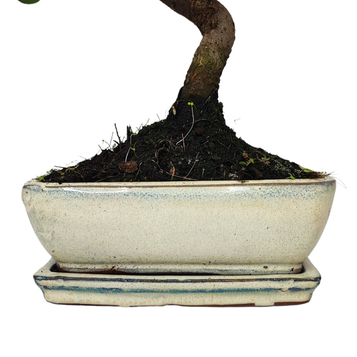 Vaso rettangolare in terracotta smaltata bianca con sottovaso coordinato, base bonsai Quercus suber