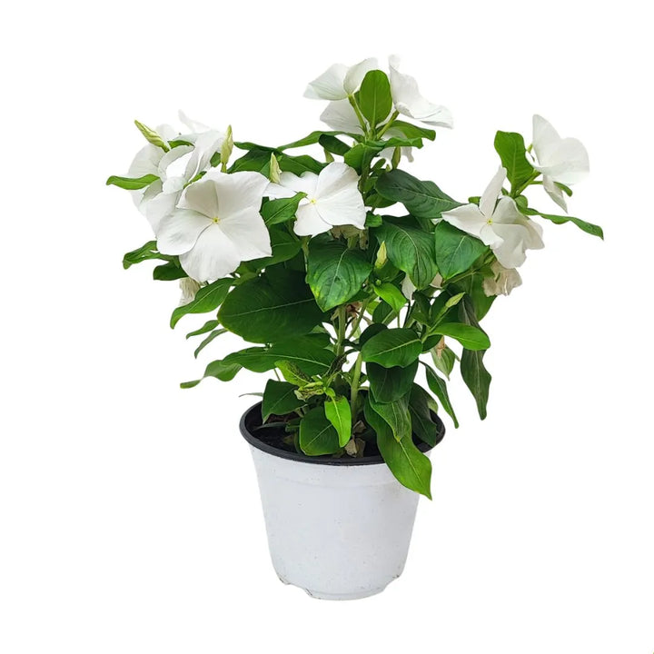 Pianta di Vinca erecta con fiori bianchi in vaso da 14 cm su sfondo bianco