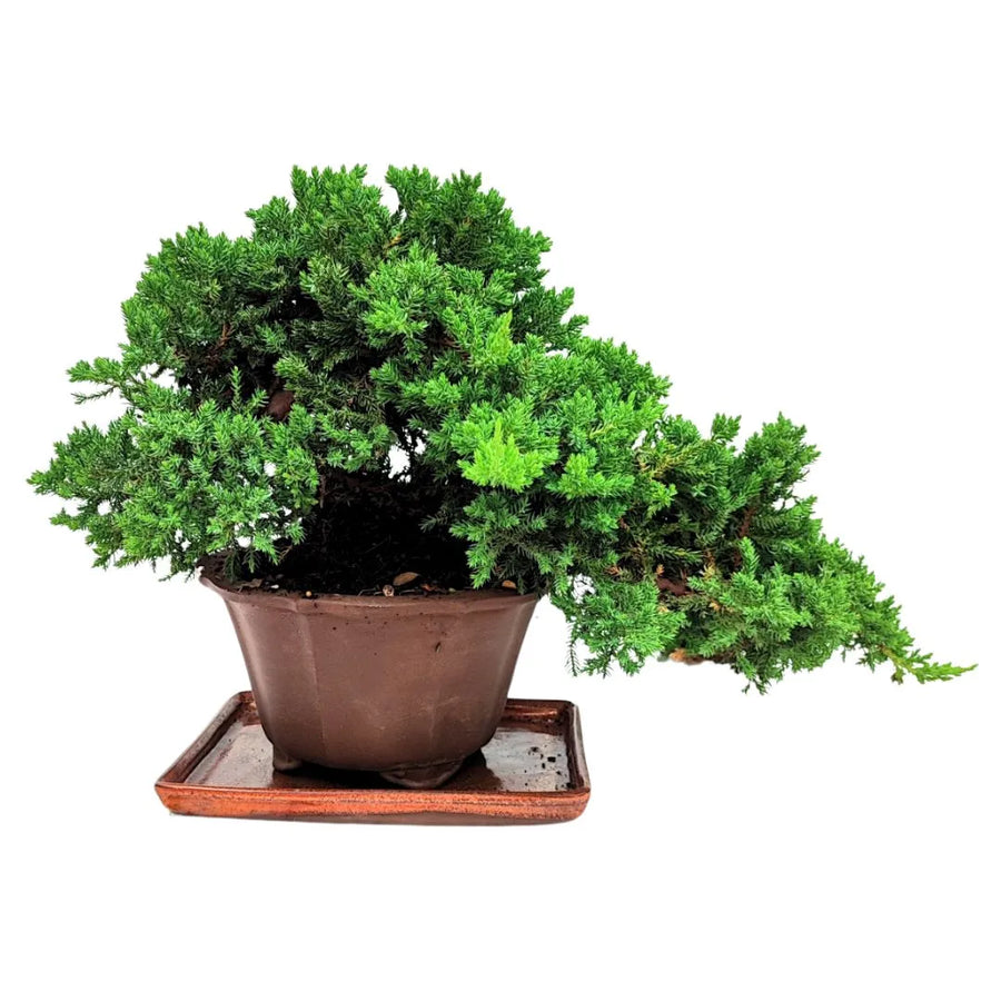  Bonsai Juniperus Procumbens di 20 anni con silhouette inclinata in stile cascata, aghi verdi intensi e chioma bilanciata

