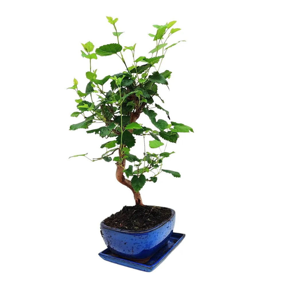 Visuale laterale del bonsai Morus 8 anni, con sviluppo verticale e ramificazione armoniosa in vaso blu smaltato

