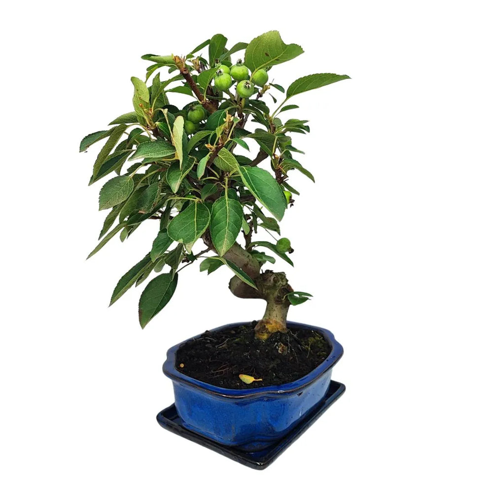 Bonsai di Melo coltivato in stile naturale con piccoli frutti verdi e vaso decorativo blu

