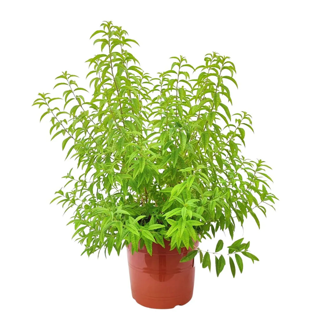 Lippia citrodoro (Citronella) vaso 24 cm - i Giardini di Giulia 