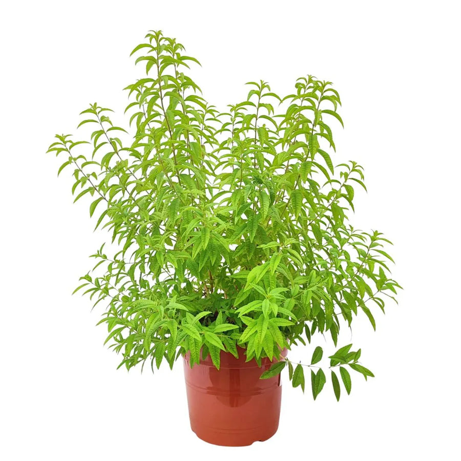 Lippia citrodoro (Citronella) vaso 24 cm - i Giardini di Giulia 