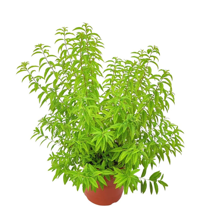 Lippia citrodoro (Citronella) vaso 24 cm - i Giardini di Giulia 