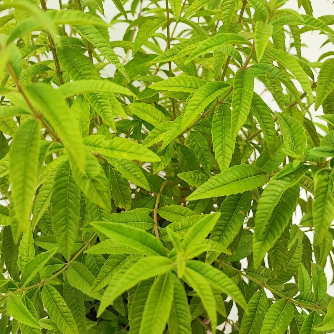 Lippia citrodoro (Citronella) vaso 24 cm - i Giardini di Giulia 