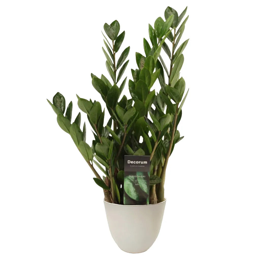 Pianta con foglie lucide verde scuro messa in un vaso di colore avorio 