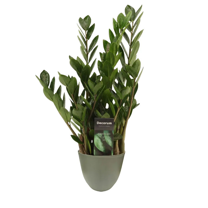 Pianta con foglie lucide verde scuro messa in un vaso di colore verde rosmarino 