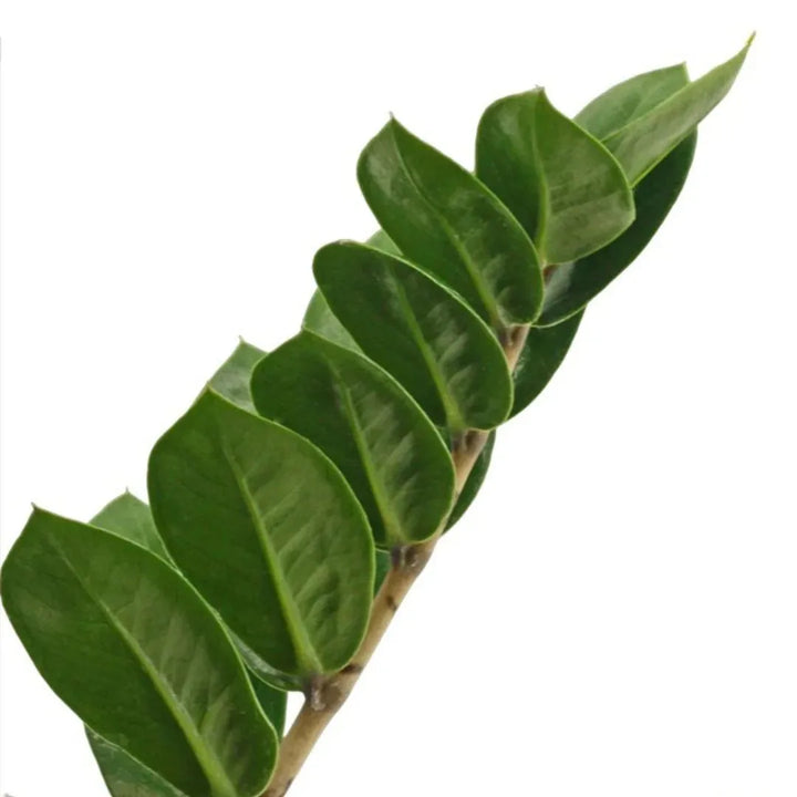 Detaglio delle foglie verdi della pianta 