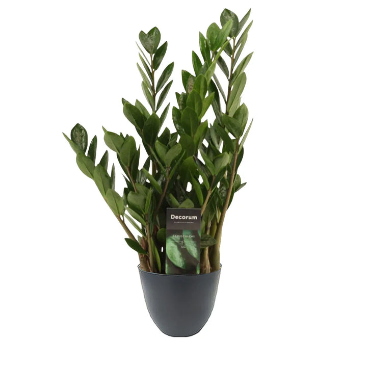 Pianta con foglie lucide verde scuro messa in un vaso di colore antracite  
