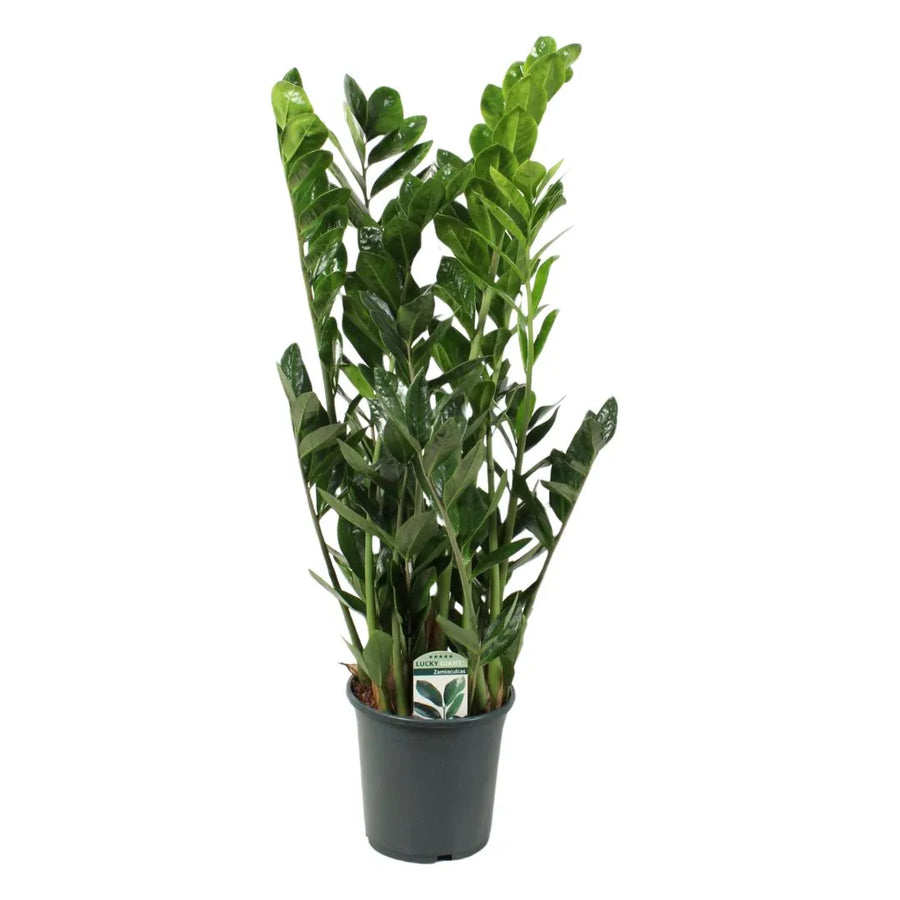 Zamioculcas zamiifolia in vaso da 21 cm – Pianta da interno alta 95 cm con foglie verde scuro lucide, ideale per arredare spazi moderni con poca luce