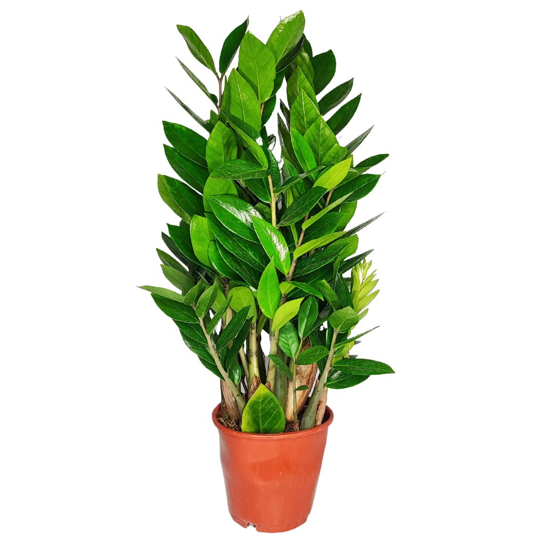 Zamioculcas zamiifolia