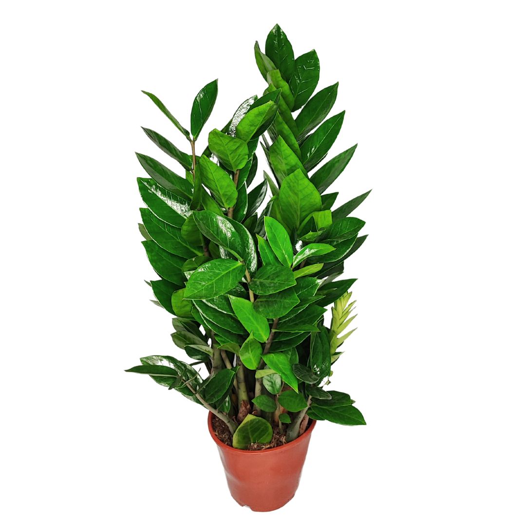 Zamioculcas zamiifolia