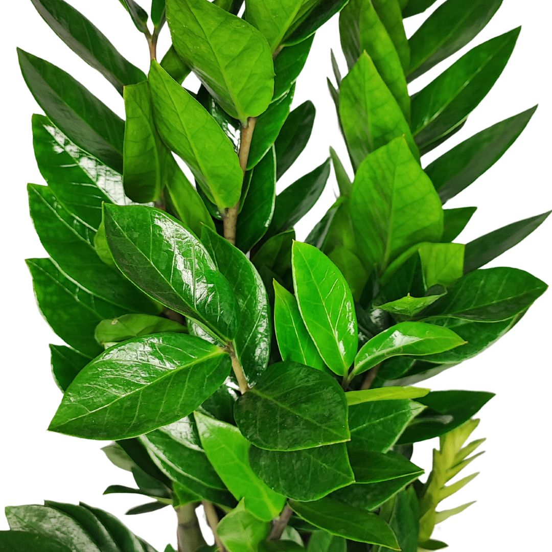 POWERS TO FLOWERS - ZAMIOCULCAS NERA E VERDE, vaso 15CM, piante vere POWERS TO FLOWERS - ZAMIOCULCAS NERA E VERDE, vaso 15CM, piante vere