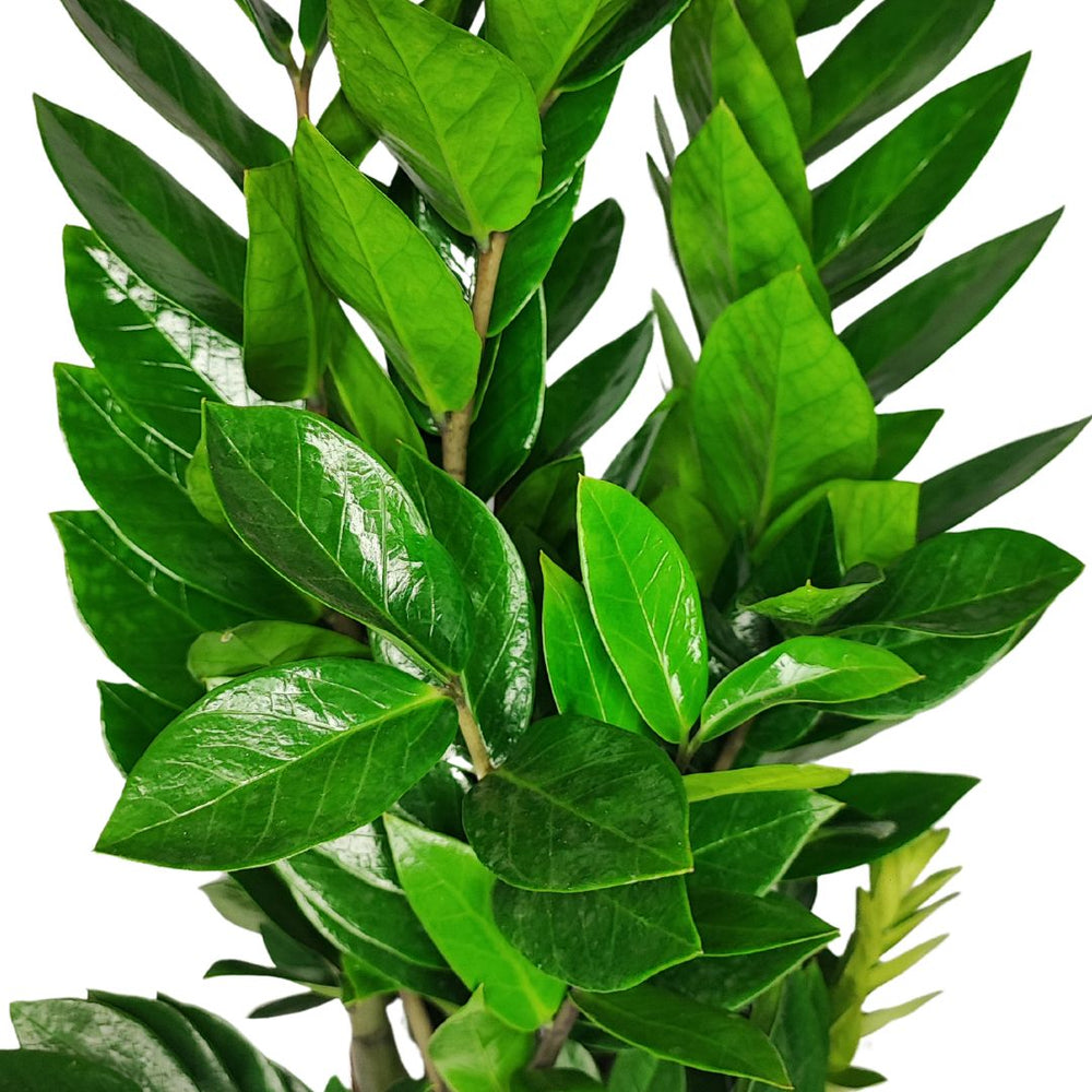 Dettaglio foglie Zamioculcas zamiifolia – Fogliame lucido e compatto di colore verde intenso, ideale per arredare interni con stile