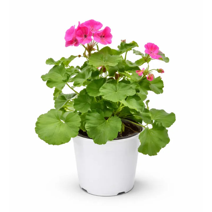 Geranio Zonale Colori Mix - Pianta fiorita con fiori rossi e rosa vivaci