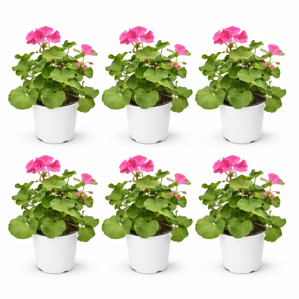 Geranio Zonale Colori Mix - Vaso da 14 cm con pianta in piena fioritura