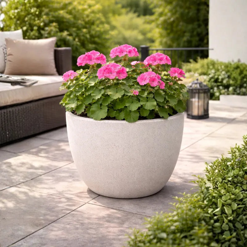 Piante da esterno online - Composizione di gerani per balcone fiorito