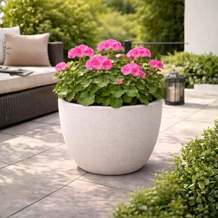 Piante da esterno online - Composizione di gerani per balcone fiorito