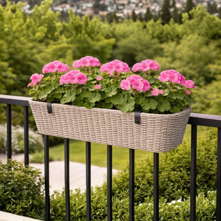 Geranio Zonale Colori Mix - Pianta resistente per esterni con fogliame verde