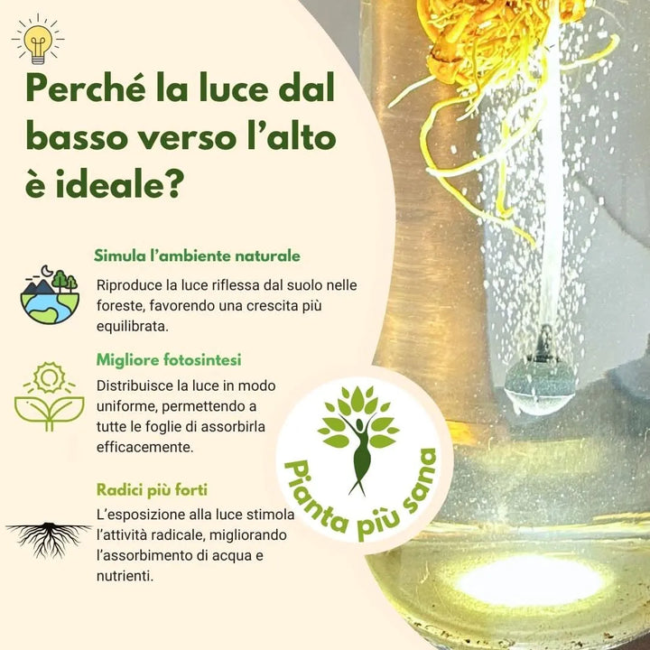 Grafica illustrativa dei benefici della luce LED dal basso verso l’alto per le piante in idrocultura, con radici immerse in acqua illuminate. Testo informativo sui vantaggi: simulazione dell’ambiente naturale, fotosintesi ottimizzata e sviluppo di radici più forti.
