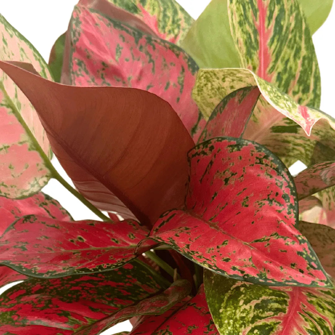 Dettaglio foglie Aglaonema rosa con venature verdi e rosso intenso, varietà decorativa coltivata in idrocultura con sistema AcquaLum.