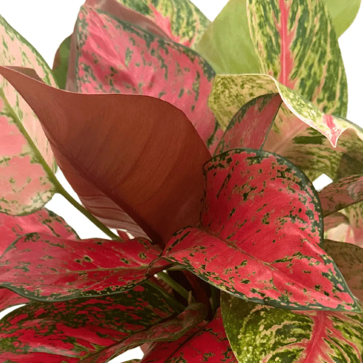 Dettaglio foglie Aglaonema rosa con venature verdi e rosso intenso, varietà decorativa coltivata in idrocultura con sistema AcquaLum.